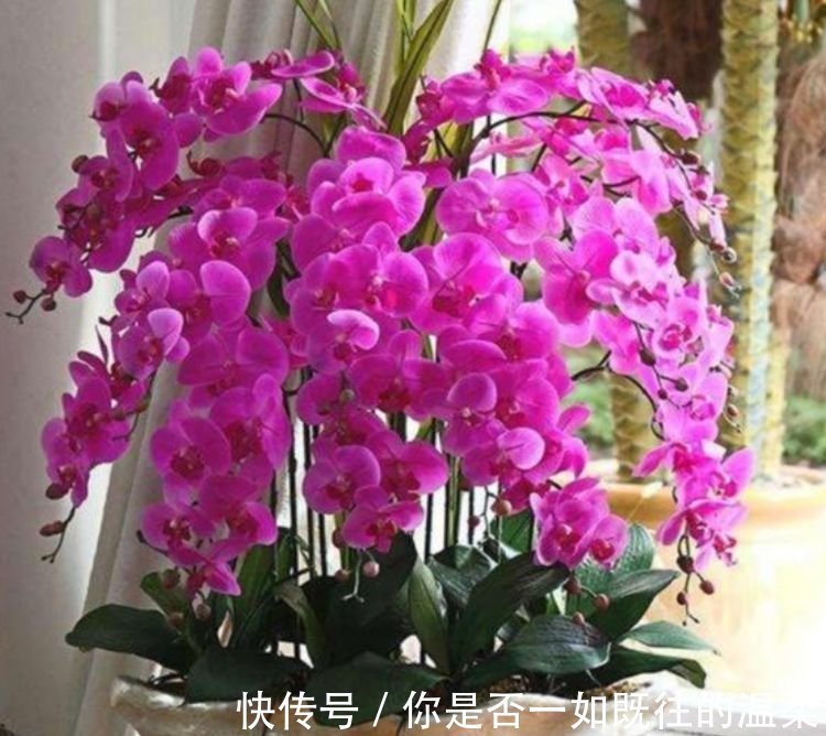 4种花很漂亮，好养易活能爆盆，全年开花不断，花开美观又大气