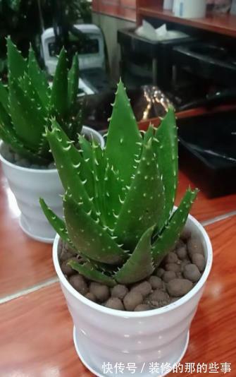 不足一平方的小窗台上,摆上4种高颜值花,皮实好养长势旺