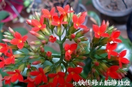 花友们|夏季长寿花黑腐现象严重,“反着”来养,养出更多侧芽更容易爆盆