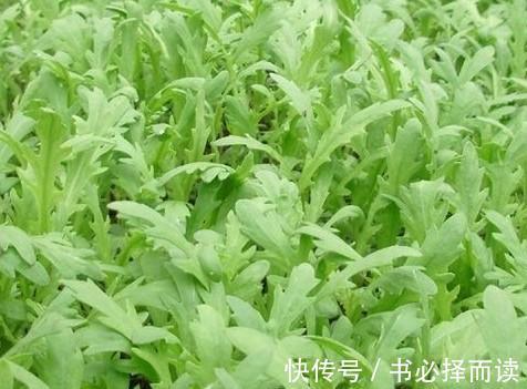 养肝|女性养肝就是抗衰老,3种野菜,养肝护肝,美容佳品,不妨多试试
