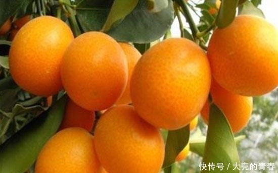 晚上当零食吃几颗,一个月下来,消炎杀菌,止咳化痰,冬天不咳嗽