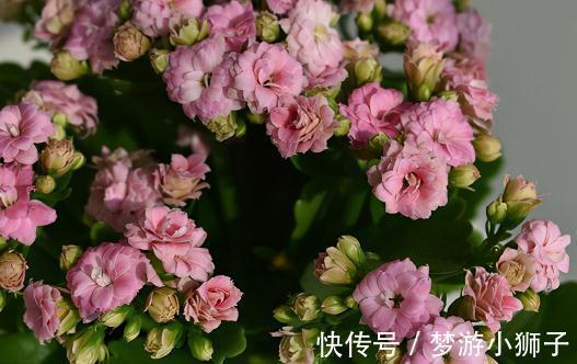 为什么别人家的长寿花,常开不败,秘诀都在这