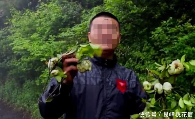 野果子|农村山上的这种“野果子”,是很多80年代人的回忆,你们都吃过吗