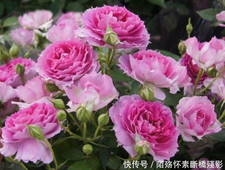 4种花养家里 ，沾土就活，轻松花开爆盆，一养就上瘾！