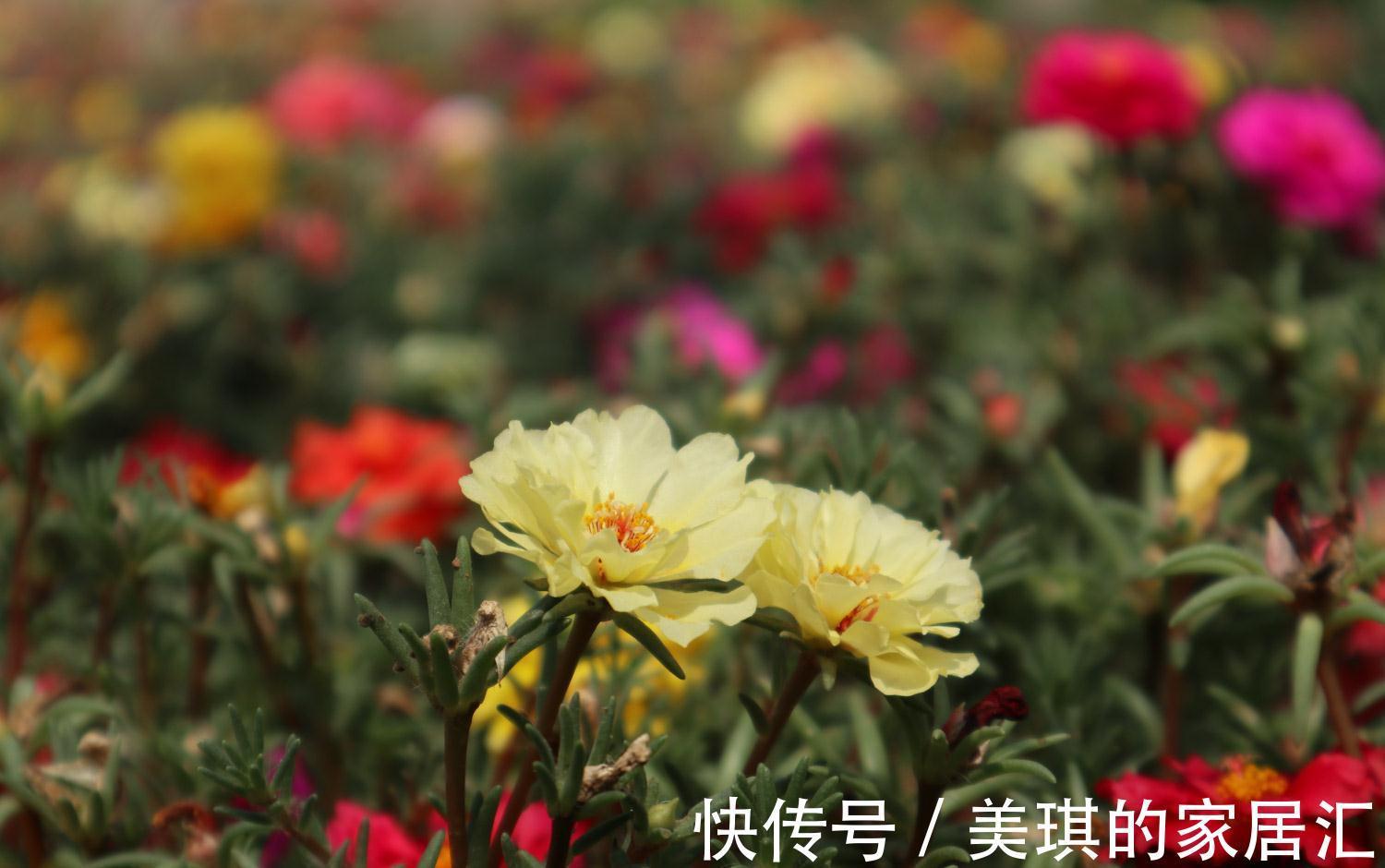 生命之旅|养花试试这几款,紫色的花朵,释放出美丽动人的香味