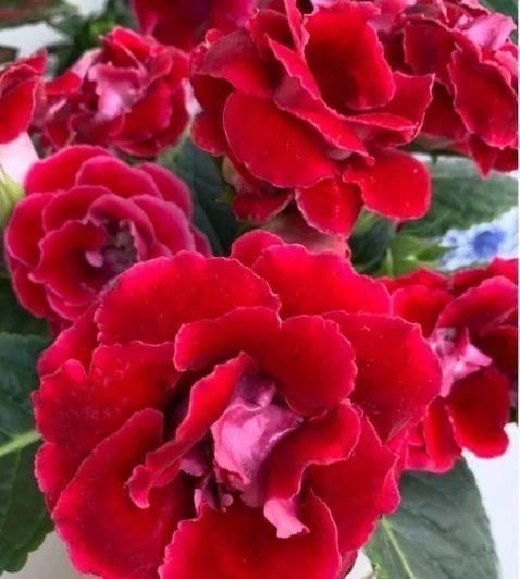 春天养此款花卉，好养开花漂亮，一开就是300天，你养了吗