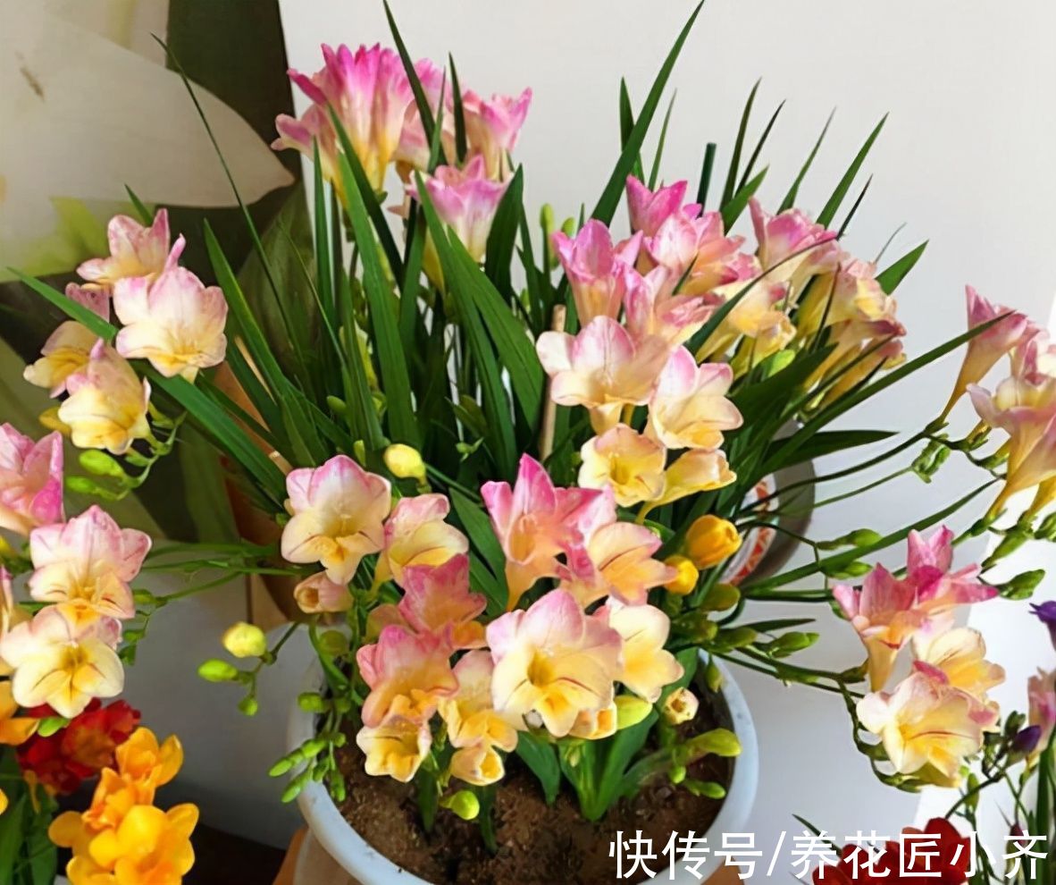 冬天里开花的5种植物，小花盆也能养好，持续开花到春季