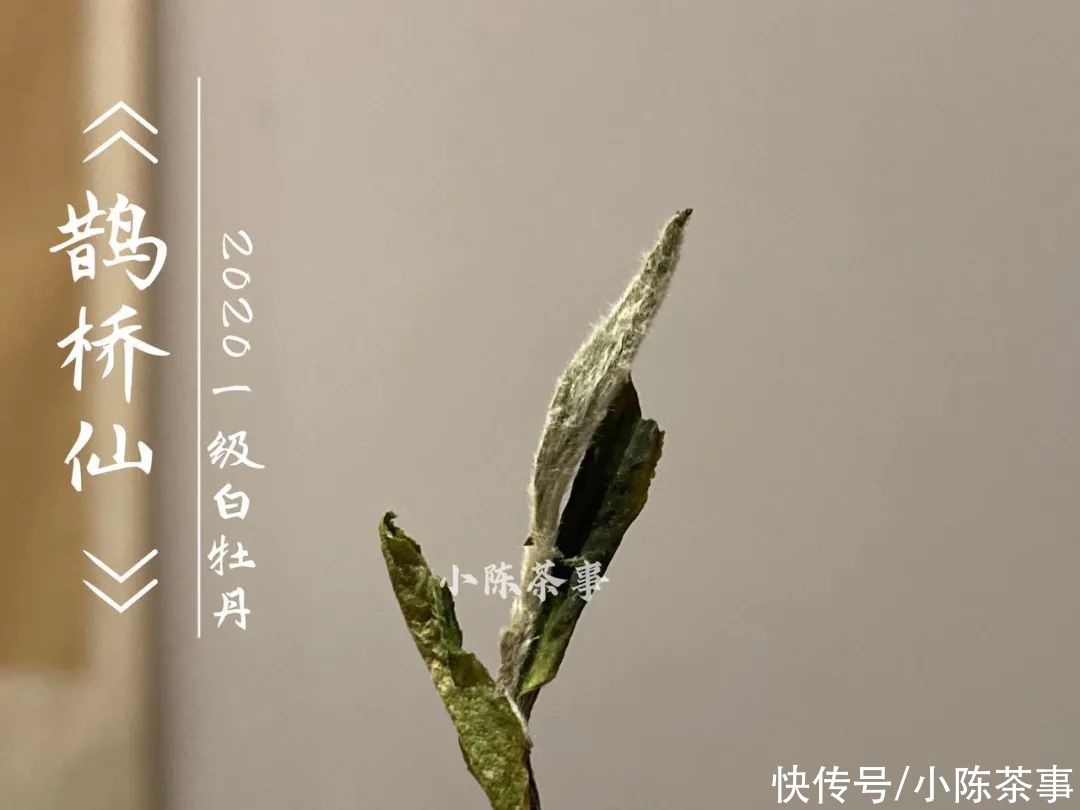  白牡丹|花香满颊，汤水劲滑，时隔7个月，2020白牡丹有了哪些变化？