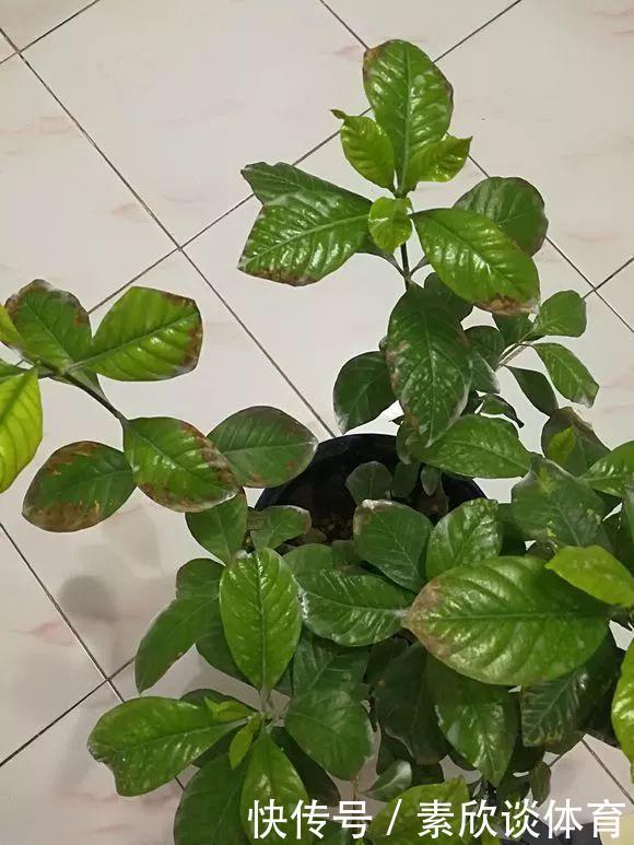 栀子花最怕它,碰上就没救,再上心都养不活!