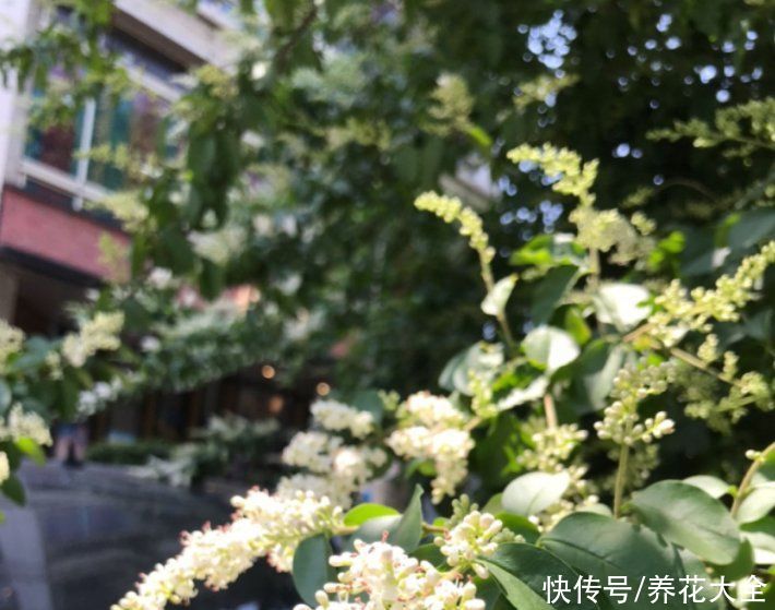  花友们|这种花叫女贞花，小巧精致，比桂花还美，就是味道有点怪