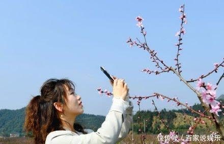 灼灼桃花开满园 枝头春意引客来