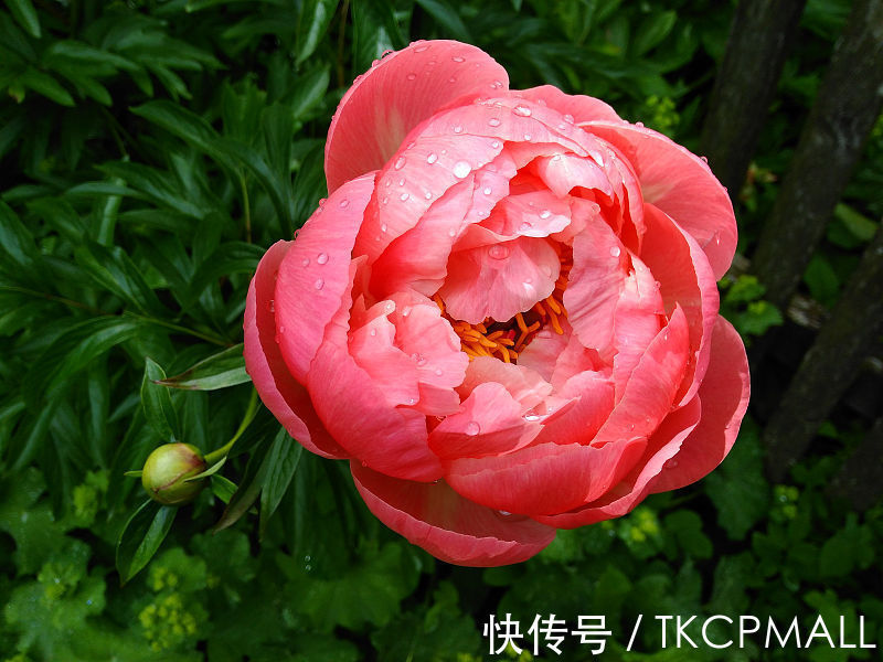 甲天下#品冠群芳,国色天香——焦骨牡丹