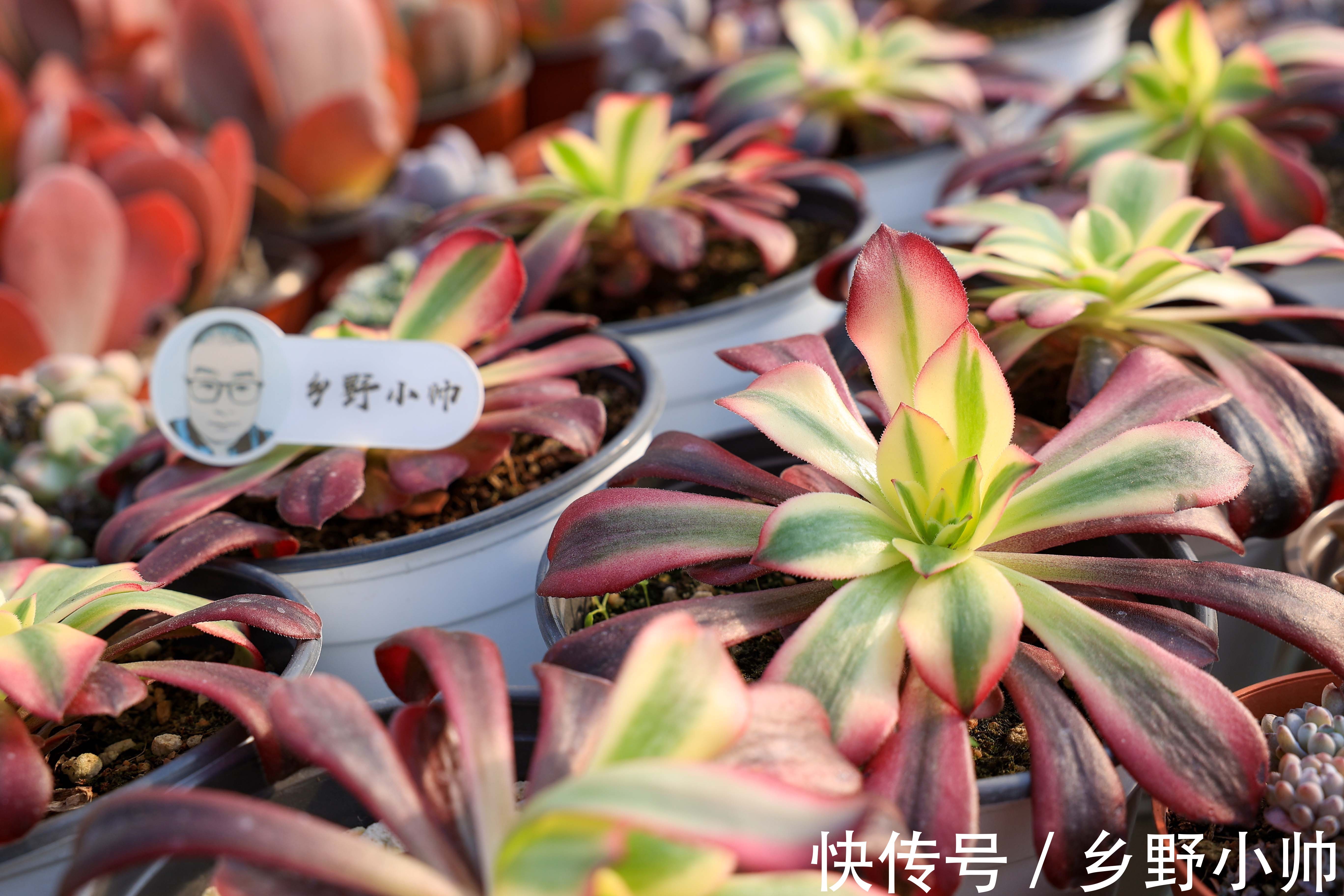 好花配好器，选盆很重要，选对花盆不仅外形好看肉肉也能更健康