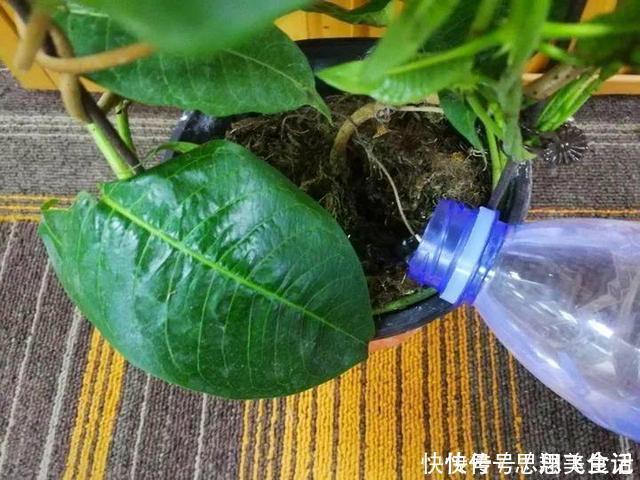 花苞|这花一开就是大半年,枝条沾水就活,根比萝卜还粗