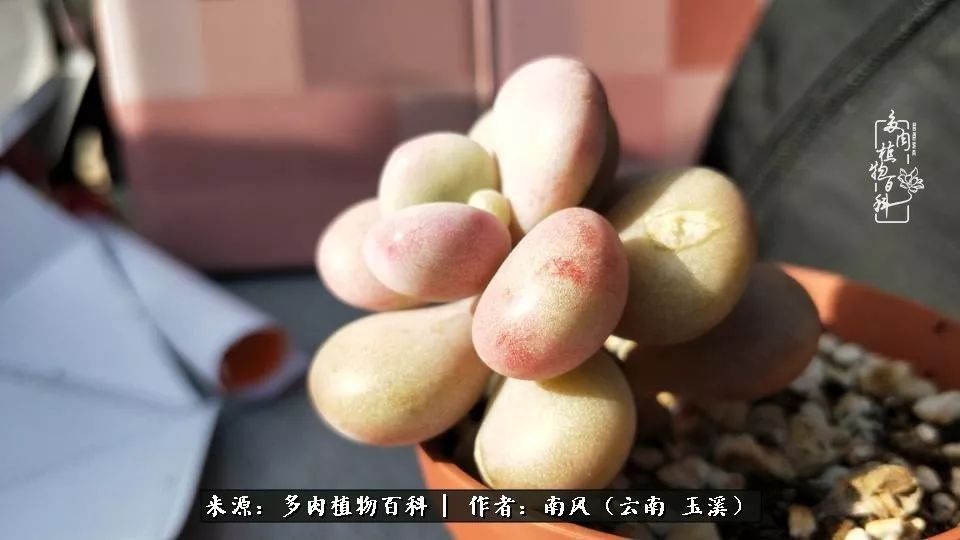 从小喜欢绿植，后来遇见多肉，情不知所起，那就再接再厉！