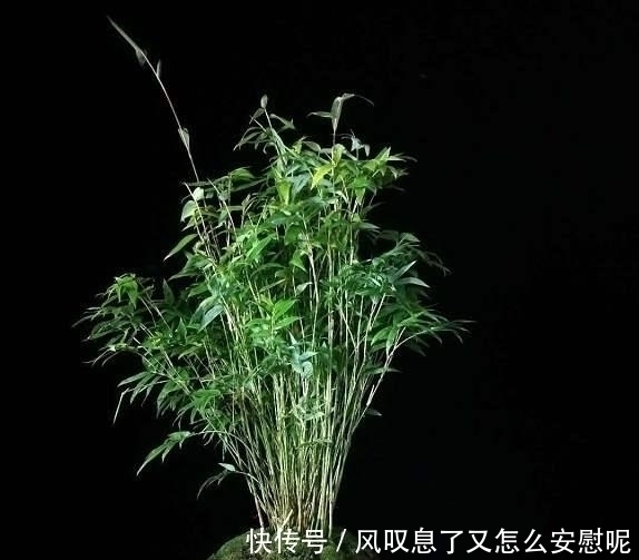 花盆|没有院子养不了竹子错,这种竹子养在桌上,比花还好看