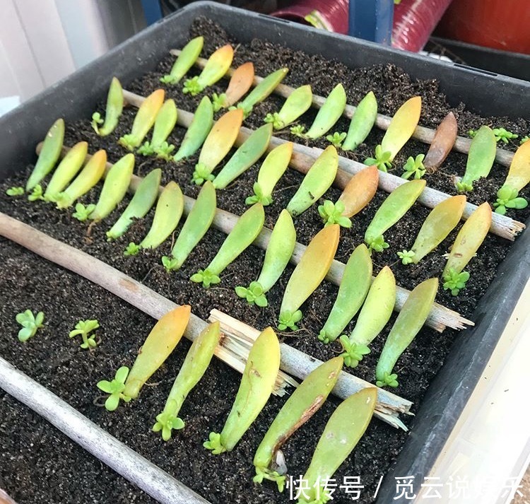 枝条|最近1个月,5种花赶紧“扦插”,生根快、长得旺,错过等明年