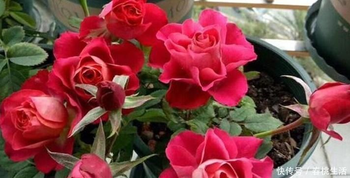 羊粪|这些“硬”东西埋在花盆里,从不烂根,越养越旺盛