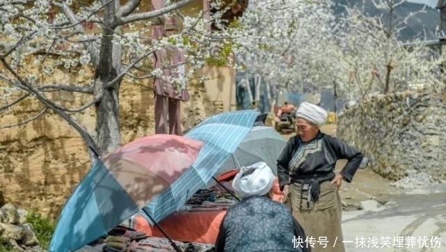 甜樱桃花开十里，云朵上花季来啦！|汶川100景 | a5313