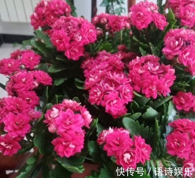 4种花自带财运,好养易活不招虫,四季开花,花色多