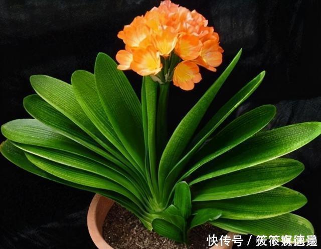 好多人|为啥好多人都养不好君子兰?把握好这一点,随便养养就开花