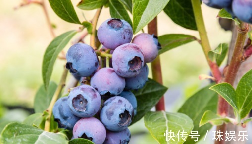 种植|阳台别只种花草,试试种盆栽果树,养护简单易结果,想吃随手摘