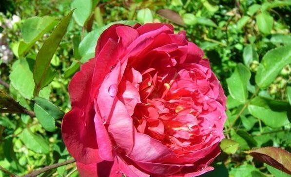 喜欢菊花,不如试试“高档玫瑰”布里顿,红艳欲滴,高贵艳丽