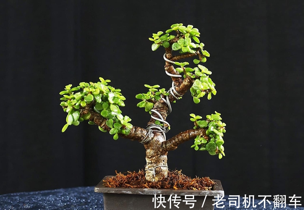 这三种多肉植物不养成盆景就太浪费了,附上制作和养护技巧