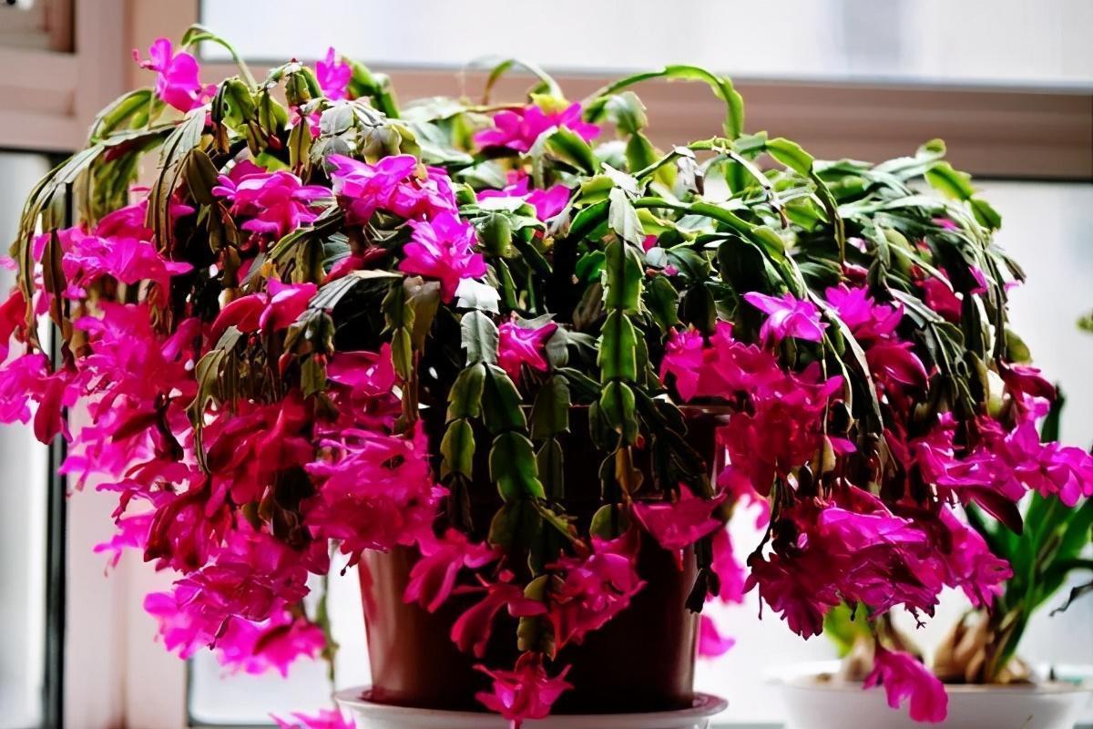 “不怕冷”的四种花,气温低不影响生长,爱花的人了解下