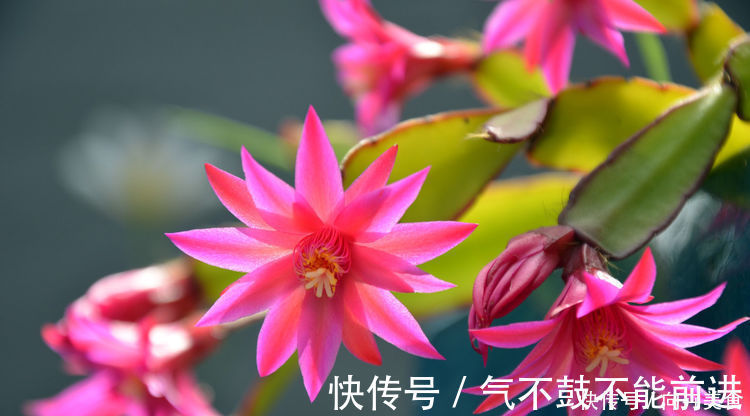 叶片|蟹爪兰叶片薄还不开花学会三招很重要,开花量大容易满盆