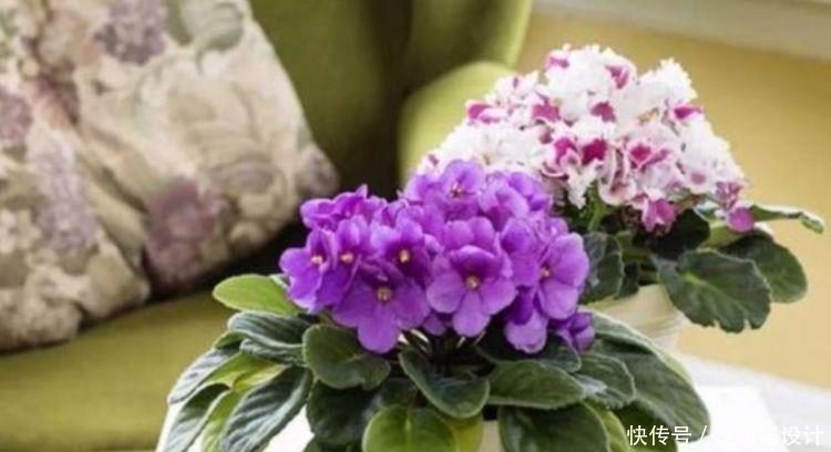 漂亮|几种花好养漂亮又便宜,开起花来拦不住,一开就停不下来