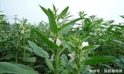 宝贝|很多人只吃种子,实际上叶子才是宝贝,现如今20元1斤供不应求