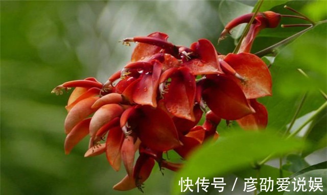 星回节|从明朝杨慎的《星回节》诗,看火把节的起源,年年六月星回节