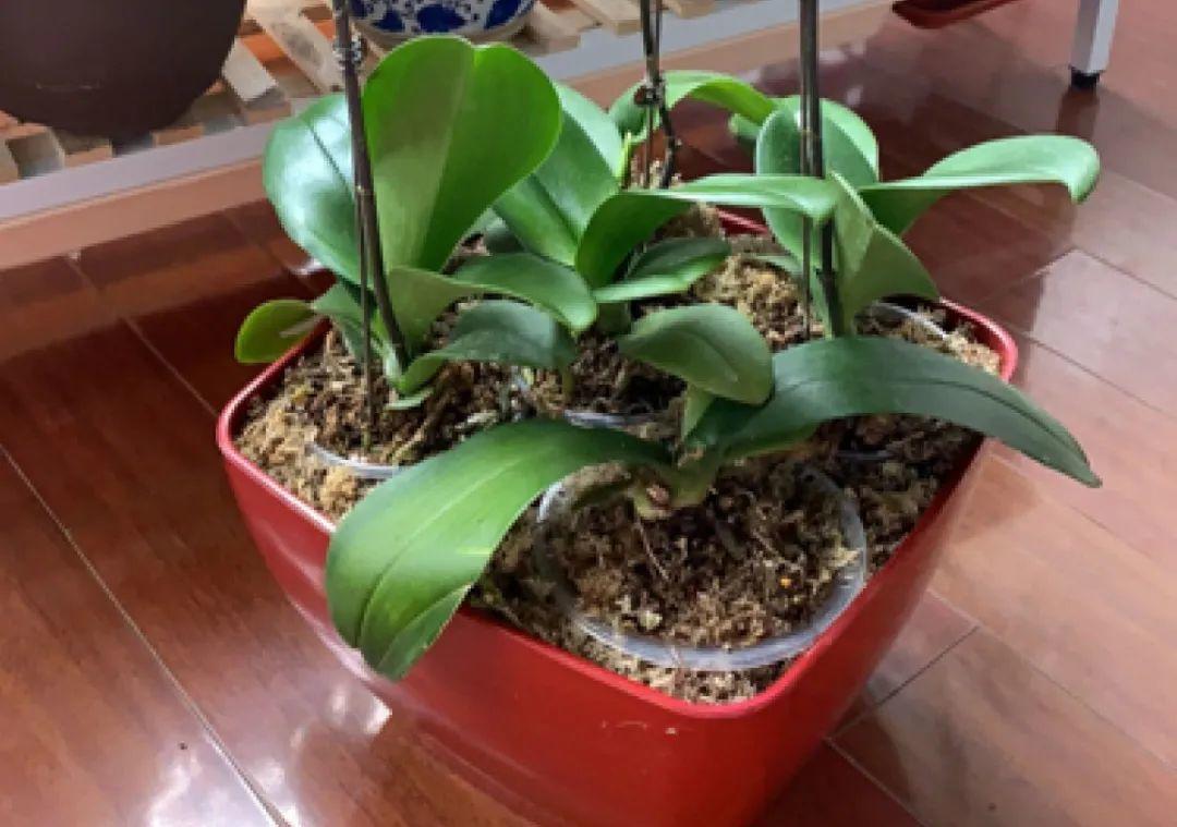 最小的盆,养最牛的花,还能开爆盆,真牛!