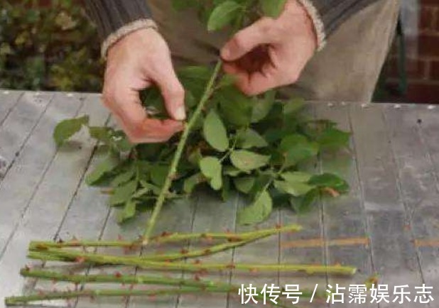 土壤|玫瑰扦插总是失败试着用“它”帮个忙，之后发芽、生根旺