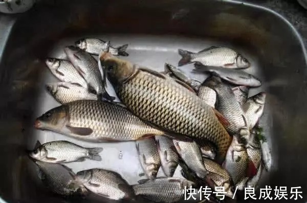 蘸饵|天气越来越冷,用蚯蚓钓鱼,多一个小步骤事半功倍