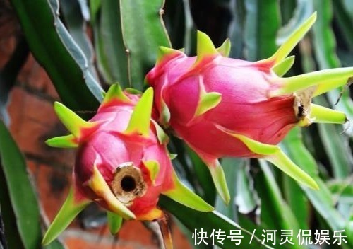 水果|聪明的女人多吃3种水果,能排毒养颜、清污血,子宫更干净!