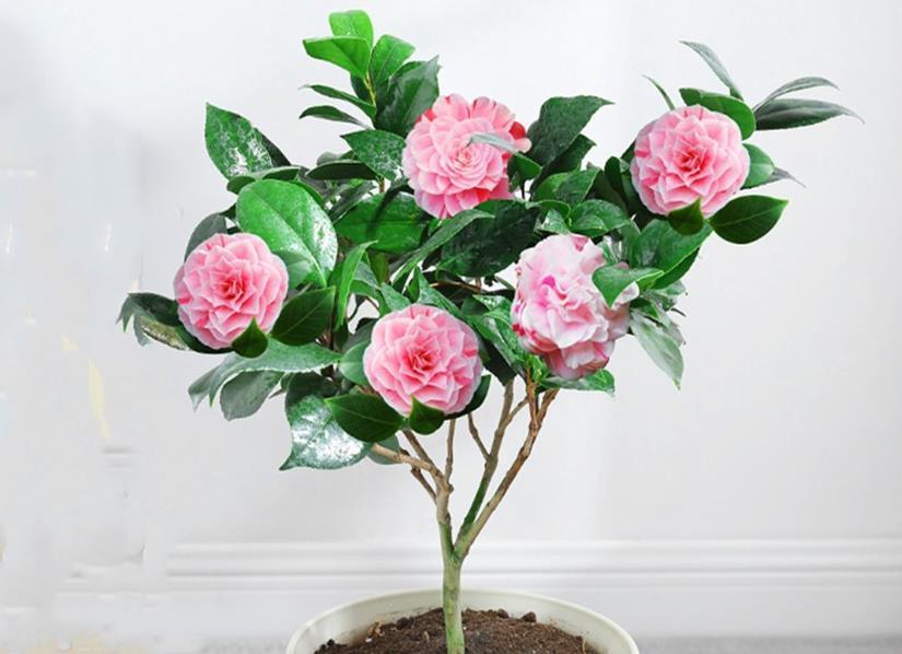 初春养茶花,记住三个事项和注意要点,不落蕾也不掉叶