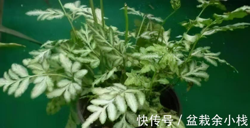 凤尾蕨|小时候常见的1种杂草，如今遍寻不到，制成盆景别有一番风趣