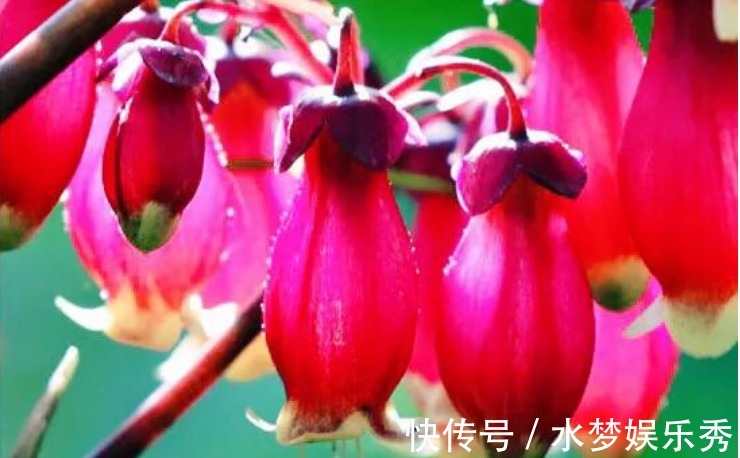 招财|3种“富贵花”,添福添贵添好运,家里养一盆,招财又纳福!