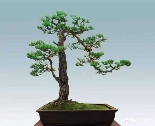 为什么盆景中土少却能养活树？