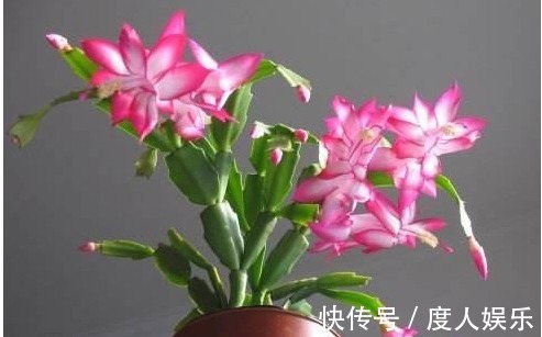 蟹爪兰不开花一周用一次“它”，花芽冒个不停，一开花就爆盆！