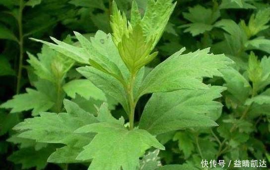 救命草|田间地头没人要的野草,却是腰间盘突出的“救命草”,三天起效