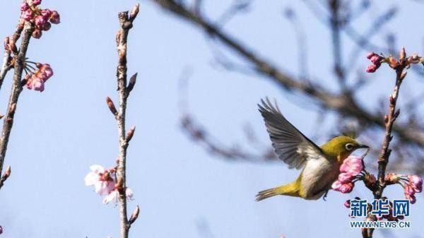 老年|鸟语花香春色美[组图]
