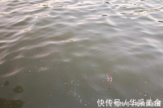 钓鲤鱼不需要太多料混合，配对这两种料，一年都不用换了