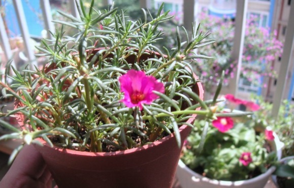 养太阳花、长寿花、石竹,春天把握住“细节”,开花才漂亮