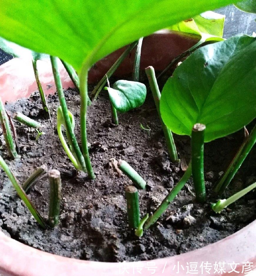 把绿萝的枝条,泡在“它”里面20分钟,三天就生根、猛长新叶