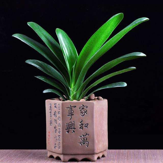 君子兰|非常适合君子兰的介质,可以让君子兰生长旺盛开花多