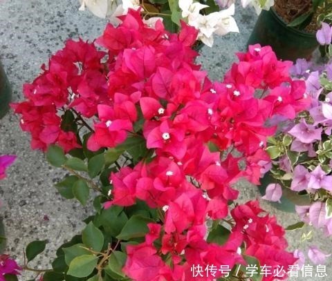 根系|给三角梅换盆,3件事情不能做,否则一年不开花,甚至会烂根!