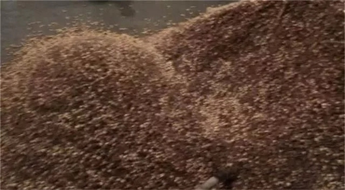 影响|贮藏、调味对酿酒设备酿的小曲固态白酒口感的影响